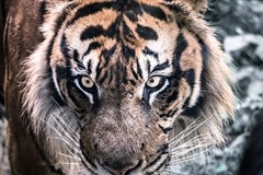 ���ԓ��Ƃ̑ΐ�