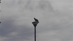 �����R�@�Ƃ��